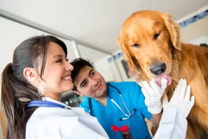 veterinary assistant training modesto